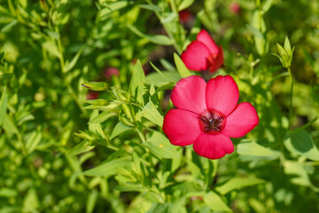 Bright red Linum grandiflorum flower