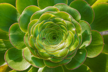 Close-up of the rosette of an Aeonium undulatum plant