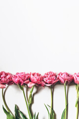 Pink tulips on a white background. Beautiful celebration background. Copy space, flat lay