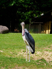 an old marabou stands in an enclosure in a zoo