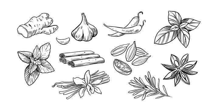spices and herbs. Hand drawn vector illustrations isolated on white background. Sketch style