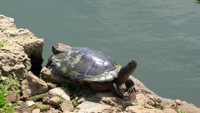 A wild turtle at Shinobazu pond in Japan.