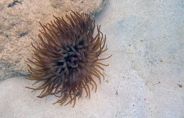 Closeup of a sea anemone on the bottom of the ocean