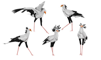 Set of secretary birds Sagittarius serpentarius in different poses. Wild birds of Africa. Realistic vector animal - obrazy, fototapety, plakaty