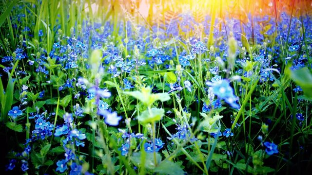 Close up view of speedwell flowers, 4K. Nature background