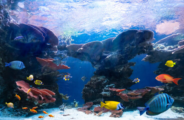 Tropical fish in coastal waters. Life in a coral reef. Ecosystem. Animals of the underwater sea world. 