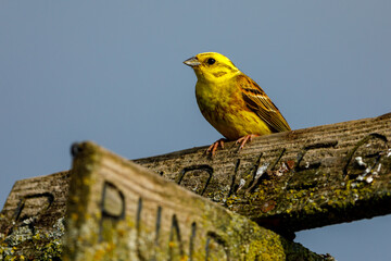 A yellowhammer bird in the wild	
