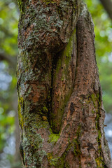 Textures of the bark of the tree trunks, colors such as brown, green, gray and ocher are those that predominate, the details of all the trunks are distinguished