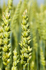 real organic green wheat