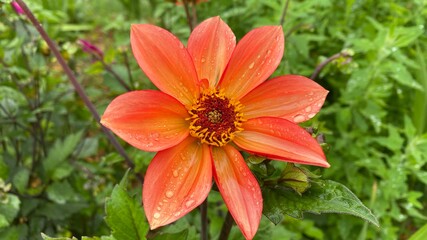 orange lily in the garden