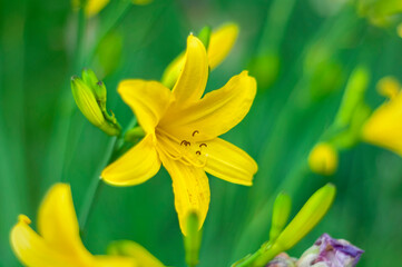 yellow lily