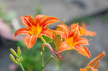 orange tiger lily