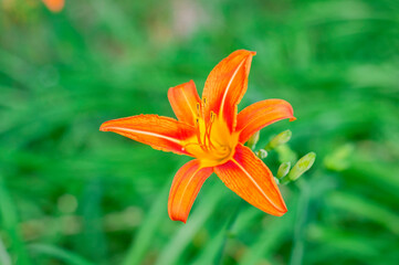 orange tiger lily