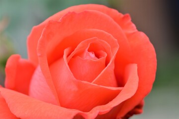 single red rose