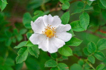 white flower