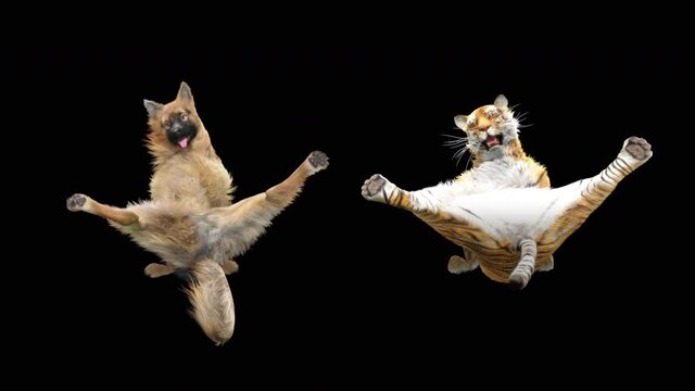 Dog and Tiger Dancing, CG fur, 3d rendering, animal realistic CGI VFX, composition 3d mapping, cartoon, Included in the end of the clip with Alpha matte.