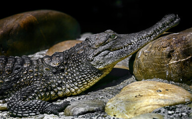 Australian crocodile's head. Latin name - Crocodylus johansoni	