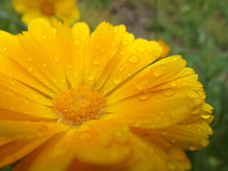 Flor amarilla con gotas de rocío
