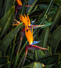 brightly colored bird of paradise plants closeup in a  dark green leaf garden setting