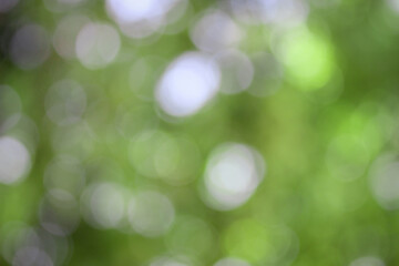 leaf bokeh pattern texture background