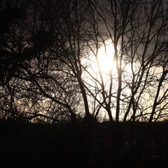 silhouette of a tree at sunset