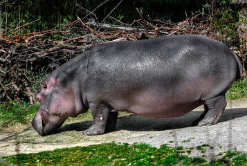 Hippopotamus eats hay in its enclosure. Latin name - Hippopotamus amphibius	