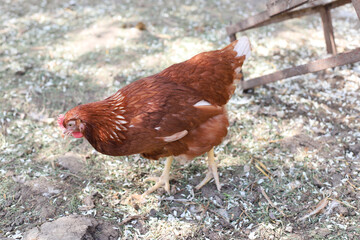 Brown chicken walk in countryside yard. Sunny day, cherry blossom petals fall to ground, chickens peck or eat white cherry petals.