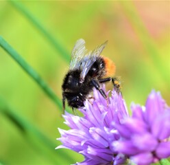 bee on a chive flower.