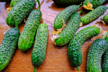 Fresh cucumbers with yellow flowers on the wooden table close-up. Top view. Organic vegetables. Natural food