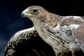Steinadler