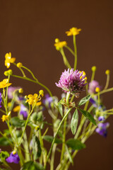 Still life with yellow wildflowers on brown background. Modern trendy composition with dried flower , dark shadows