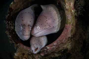 Geometric moray (Gymnothorax griseus). Underwater world of coral reef near Makadi Bay, Hurghada,...