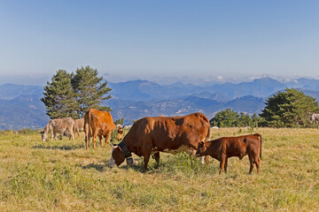 troupeau de vaches sur le Mont Ventoux