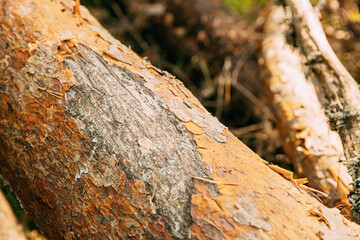 Close View Of Old Bear Claw Marks On Fallen Pine Tree