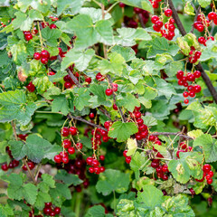 red berries bush, photo made 23 june 2021 in Weert the Netherlands