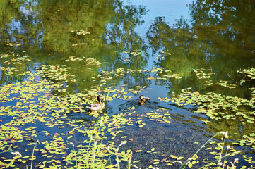 a family of ducks swim in a small pond