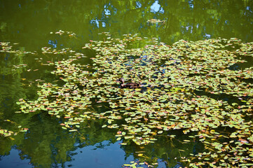 a family of ducks swim in a small pond