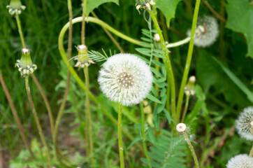 dandelion full of seeds