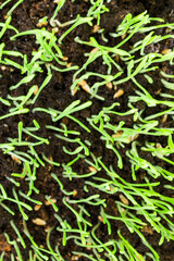natural green grass