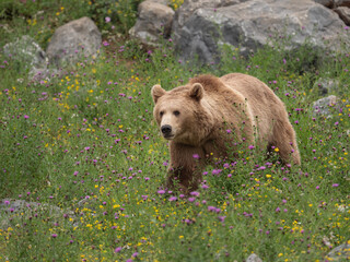 Ours brun dans la végétation en fleurs