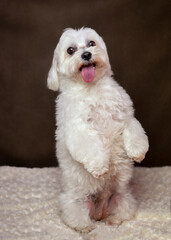 Pet Portrait - Maltés