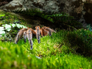 Red chili tarantula in the grass near the stones.