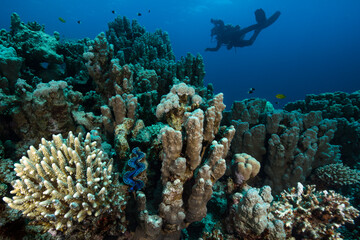 Plakat Underwater Red Sea seascape. Coral reef near Makadi Bay, Egypt