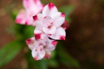 Obraz premium Pink and White Curcuma with beautiful delicate petals. Plant comes from Asia and Australia.