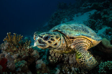 Naklejka na ściany i meble  Hawksbill sea turtle (Eretmochelys imbricata). Underwater Red Sea seascape. Coral reef near Makadi Bay, Egypt