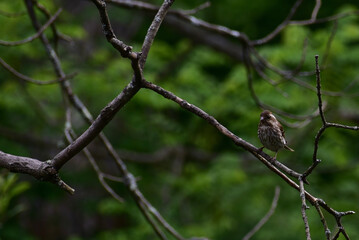 Songbird in a Tree