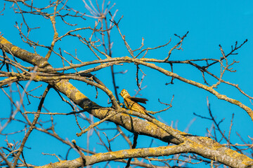 Yellowhammer, Emberiza Citrinella Sitting On Branch. Nature Of Belarus