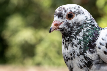 Domestic pigeon close up face with a black eye and multi-color spots on soft green bokeh background