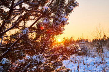 Trees during sunset in winter evening. Snow covered spruce branches in the rays of the evening winter sun