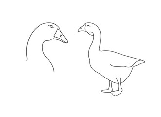 Vector linear illustration farm animal - goose, poultry isolated in white background.